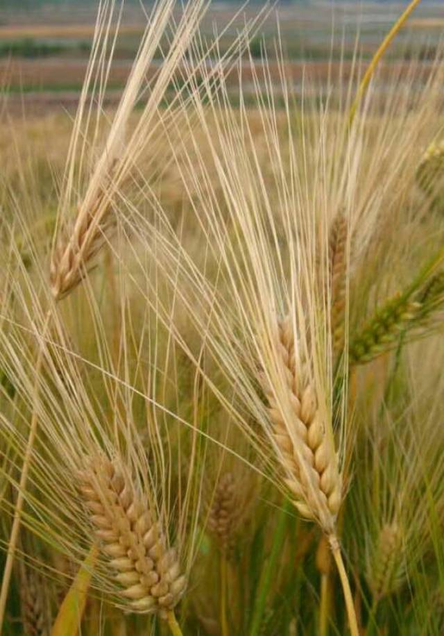 澳大利亚科学家找到决定小麦出粉率的基因