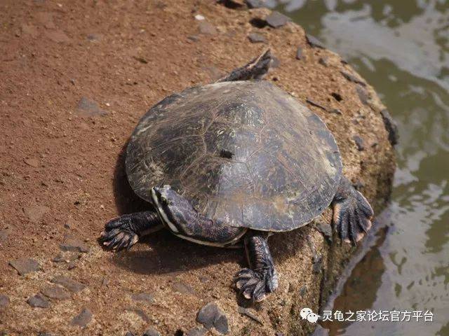 威廉姆斯蟾头龟 威廉氏蟾龟