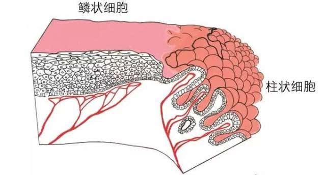 1)扁平的鳞状上皮细胞