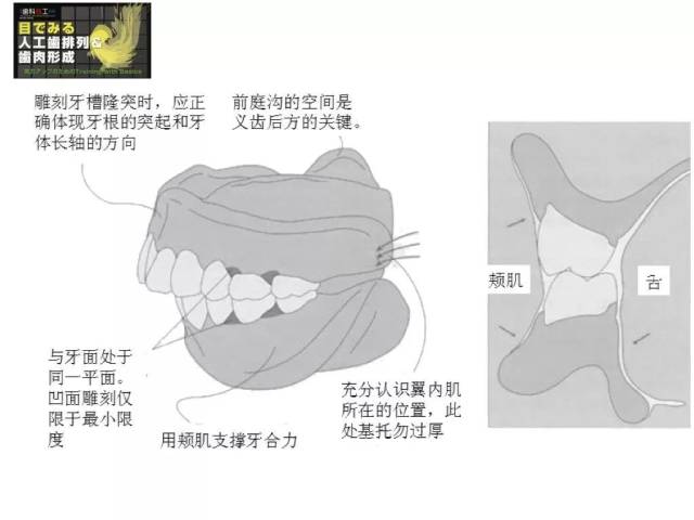 光滑面不止是为了好看,它有固定人工牙,恢复吸收的牙槽嵴和牙齿形态