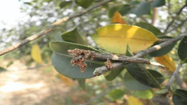 【技术】油茶茶梢蛾防治技术