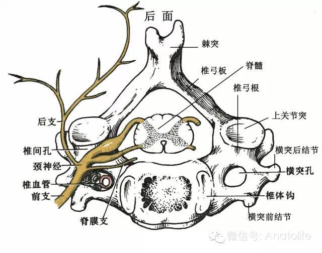 第四颈椎上面观,显示椎动脉周围的结构,为潜在的发病基础