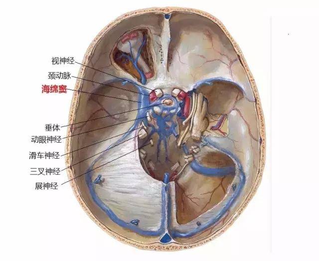 海绵窦区核磁共振影像解剖