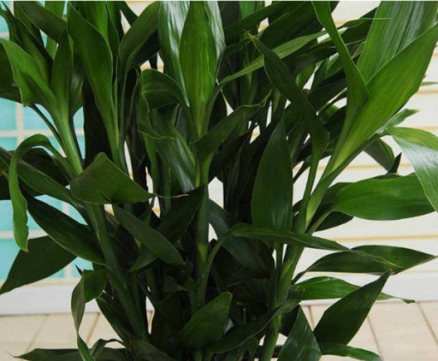 富贵竹怎么养才能长的好 39d02e069b3e481ca3e149b5cab71fa0.jpeg