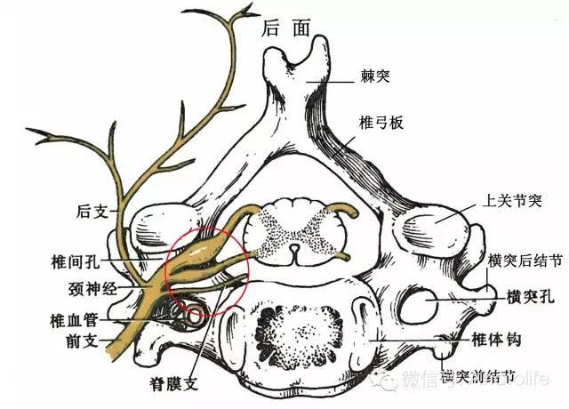 x-ray:颈椎右前斜位,显示椎间孔边缘弧线呈向外凸 椎孔:由椎体与椎弓