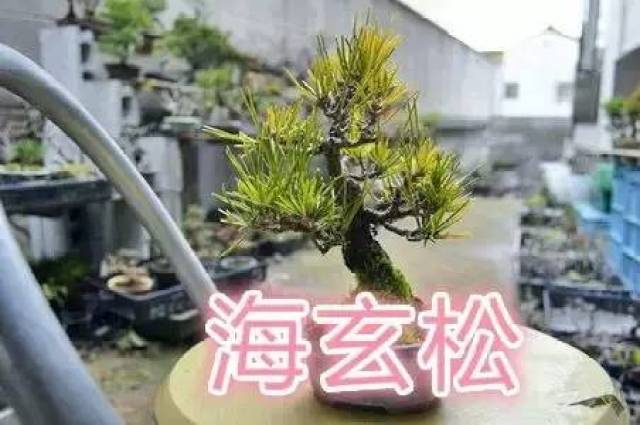 最全日本松品种图解