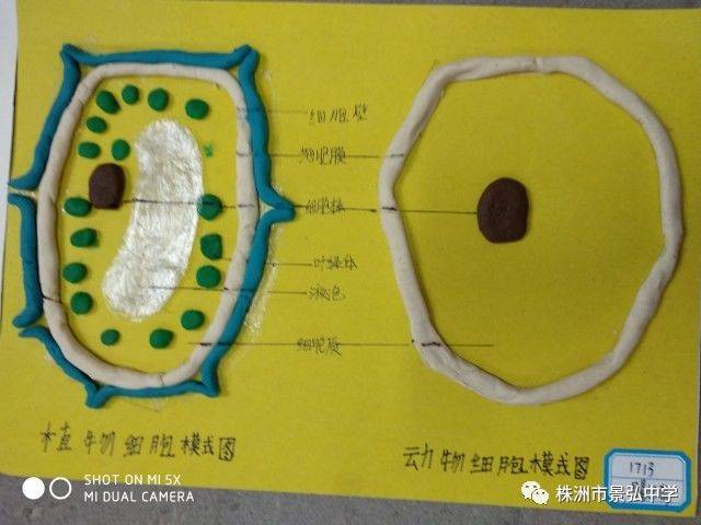 动植物细胞模型制作 七年级动植物细胞模型制作比赛方案 "孩子的智慧