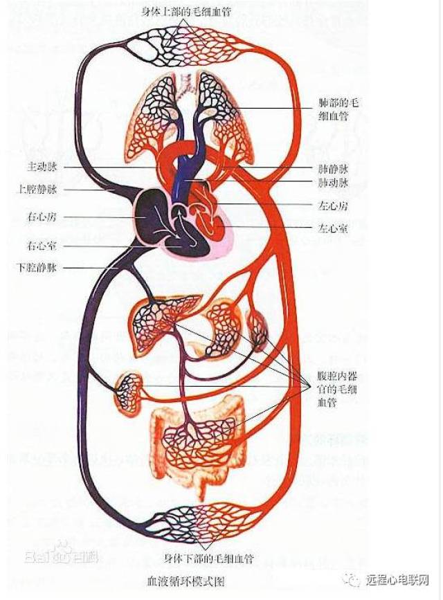 心脏的结构与血液循环