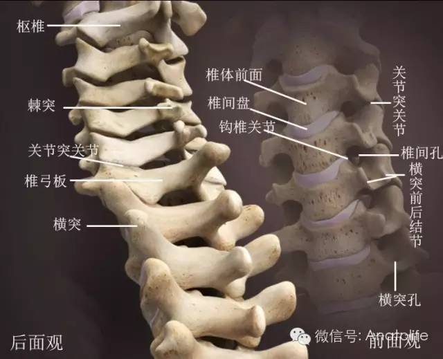 椎间孔的构成,显示钩椎关节,关节突关节和神经根和椎动脉的关系