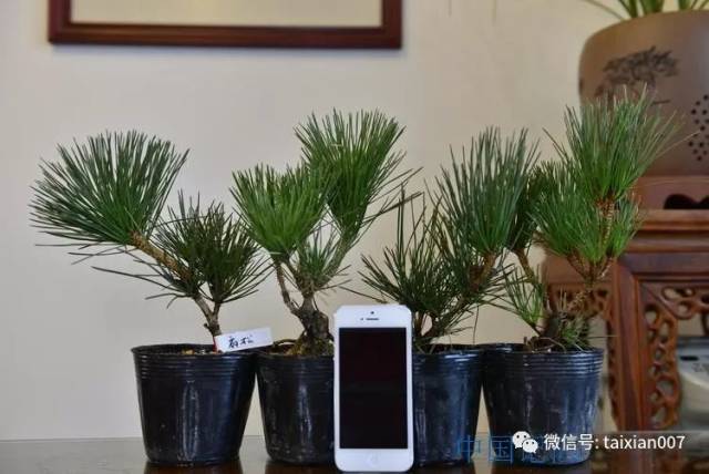 最全日本松品种图解
