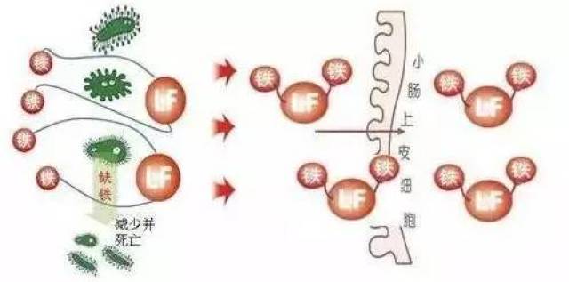 四调节人体对铁的吸收和利用