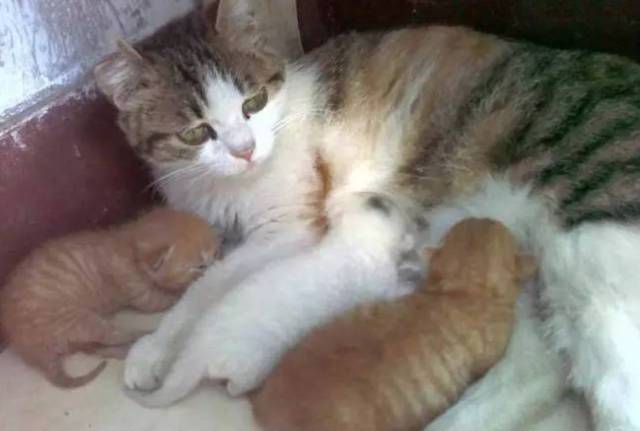 当时幸福的猫妈和猫宝宝,可如今……猫妈我很担心你!
