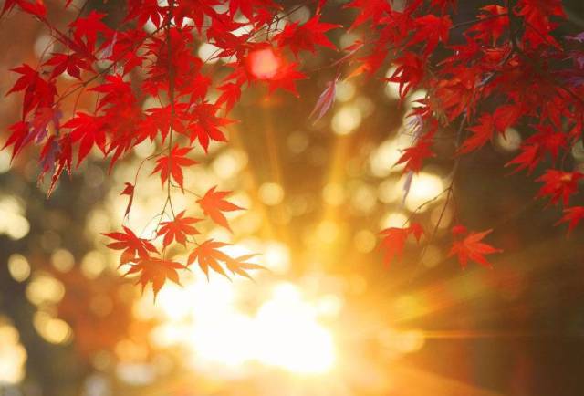 忘却感伤 只因这一片火红 走进枫树林 捡起一片枫叶 朝着阳光仰望 我