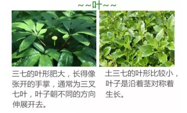 哪里买正宗中草药 01f4dfb84fad4040a56da5f3783cbe87.jpeg