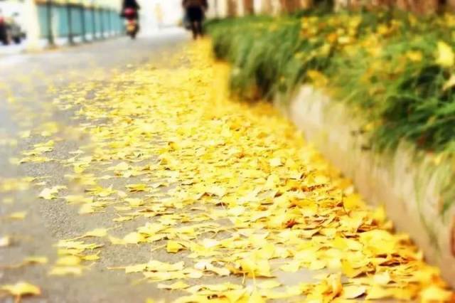 金黄色的银杏树,一阵风吹来,片片银杏叶随风飘舞,落叶满地,整体感觉