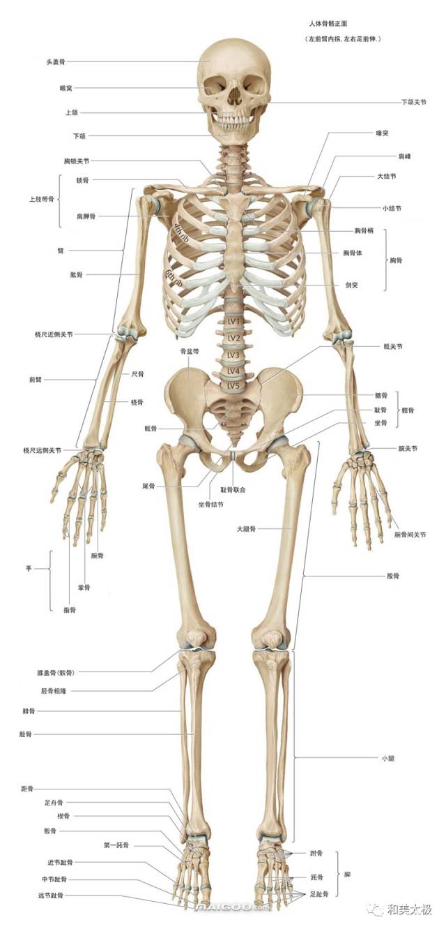 人体骨骼图人体骨骼结构图人体骨骼解剖图