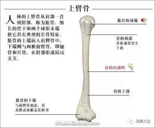 破骨细胞不停地在工作,使得骨头能够保持空心的结构,外层有大量成骨