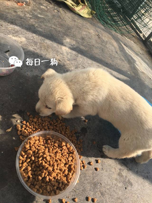 也有人会特意去买些狗粮 装在碗里 给流浪动物投食.