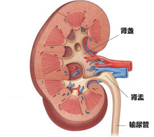 马兜铃酸给泌尿系统同时会带来两个问题,一个是肾功能衰竭,患者最后不