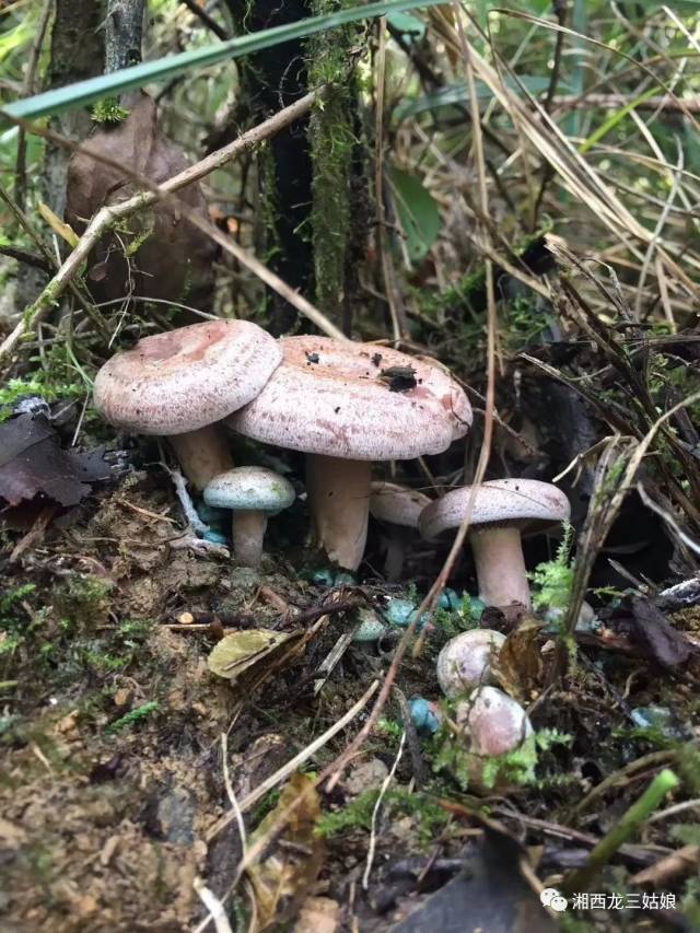 枞菌按颜色分,分乌枞菌和红枞菌;按生的季节分