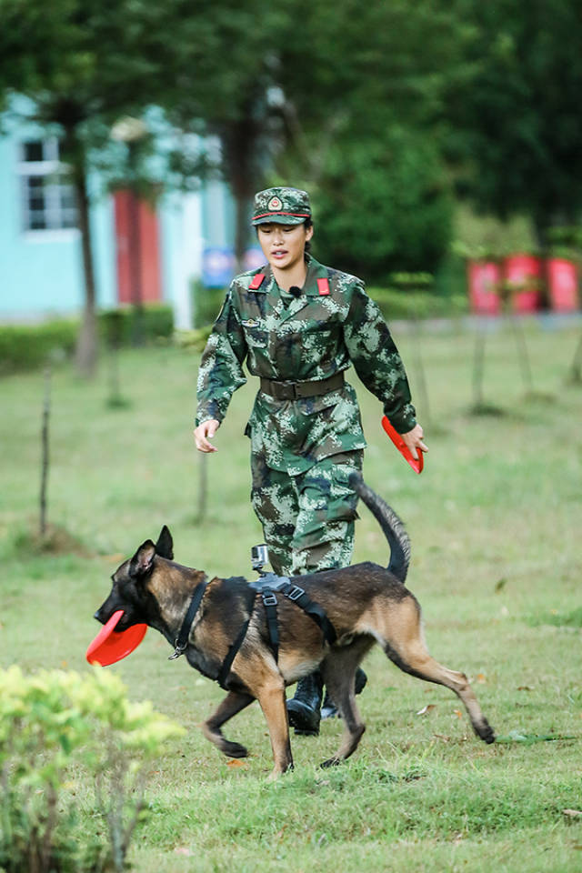 奇兵神犬掩体搜救上演沙溢赵一诺直面最强竞争