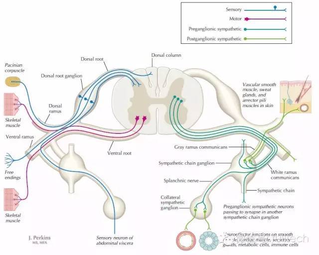 脊髓周围神经由脊神经前后根所组成, 在神经内包含了三种神经纤维