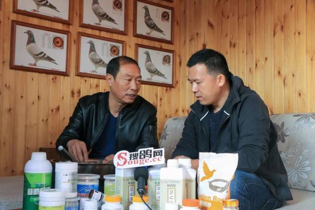 11月玩转搜鸽网!买好鸽,买正品鸽药,学养鸽知识