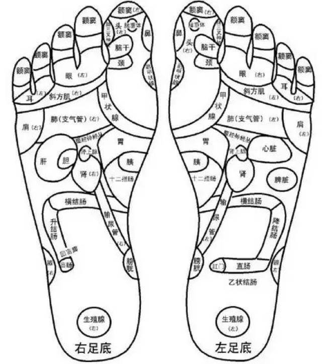 人体五大反射区的有图详解.