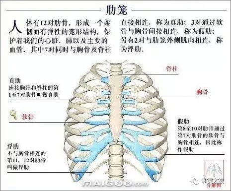 人体骨骼图 人体骨骼结构图 人体骨骼解剖图