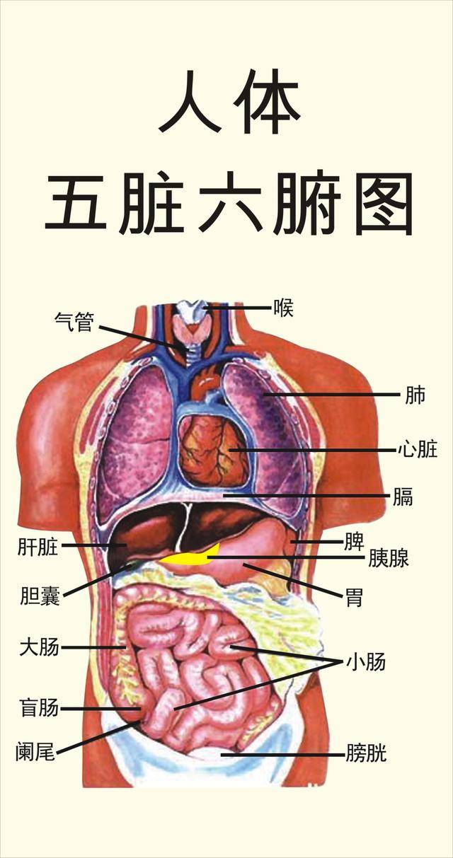 中医基础:五脏六腑,经络流注,想学中医这个必熟!