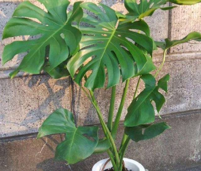 龟背竹栽培方法