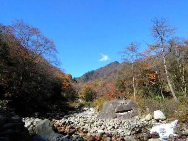 城荒小姐姐带你找兽去——唐家河自然保护区一手的自然观察资料