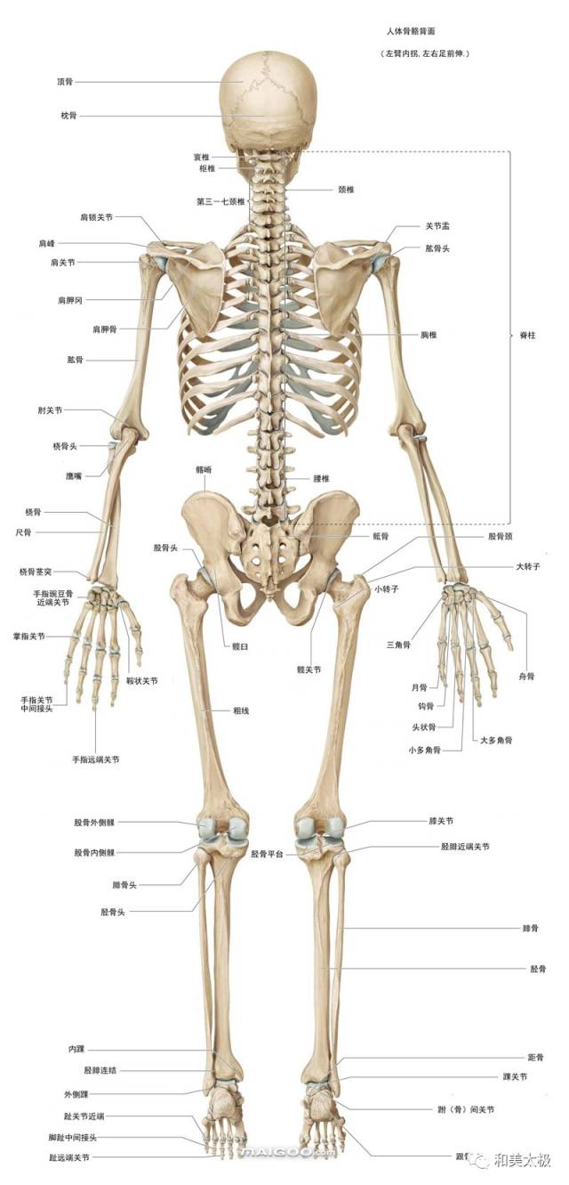人体骨骼图 人体骨骼结构图 人体骨骼解剖图