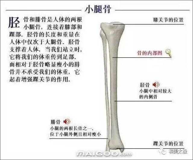 人体骨骼图 人体骨骼结构图 人体骨骼解剖图