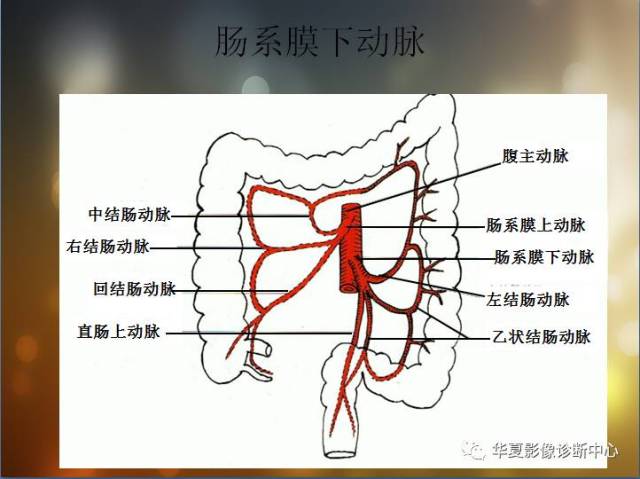 最全的腹部血管解剖图谱伴cta图,赶紧收藏了(二)