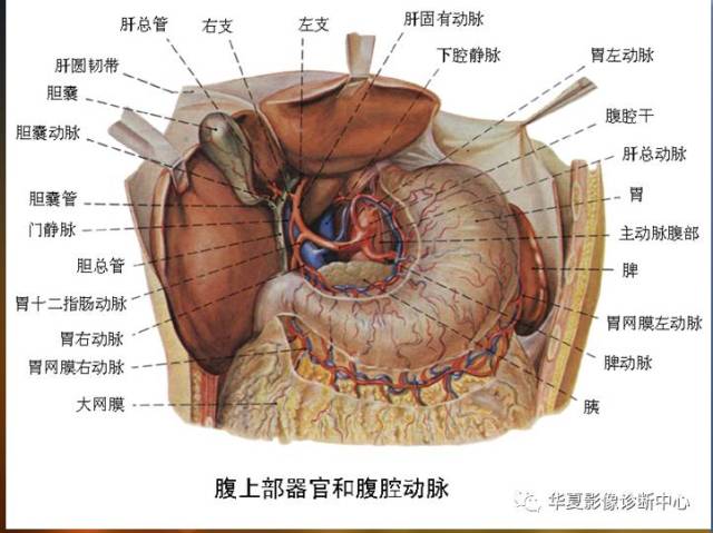 最全的腹部血管解剖图谱伴cta图,赶紧收藏了(一)