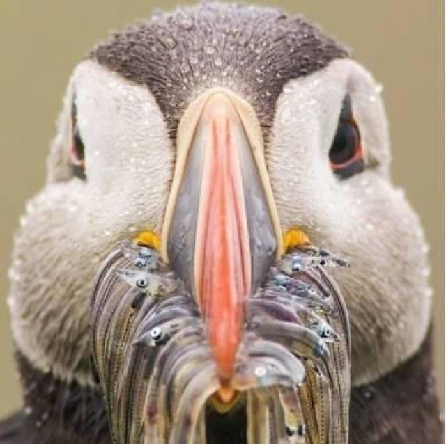 图片来源:the constant gardener – vogelkop bowerbird 装装装,不