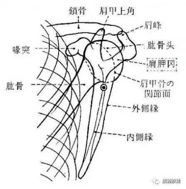 冈上肌出口位(y位)的投照方法,相关解剖及临床意义(全面!实用!)