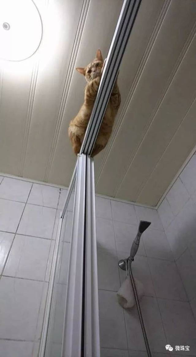 周末愉快|柯南最恐怖的一话.看的脊背发凉