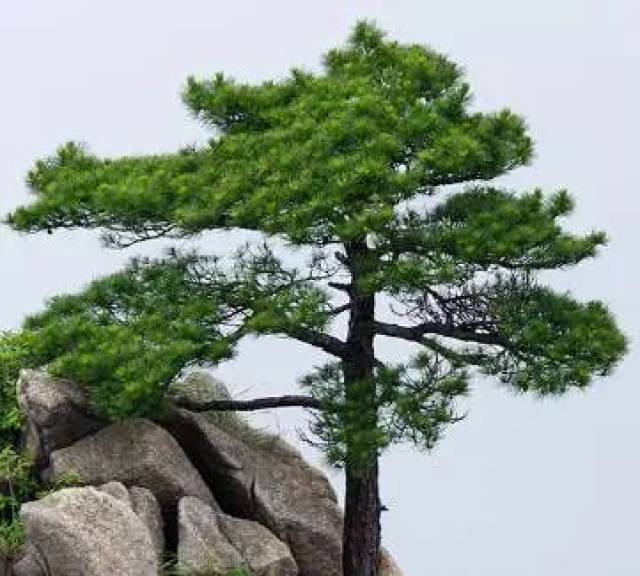 常青树,常绿树 中常见的种类有: 松树:上进心强,循序渐进,自控力不错