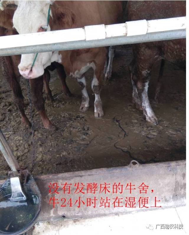 案例——上林县西燕镇黄忠晨种养合作社采用广西助农发酵床养牛技术后