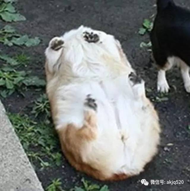 看,这有个抖腿的面包!短腿柯基一脚踩空摔倒,四脚朝天翻不过来