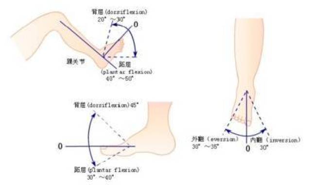 背屈和跖屈的正常活动范围分别是0-20°和0-55°.