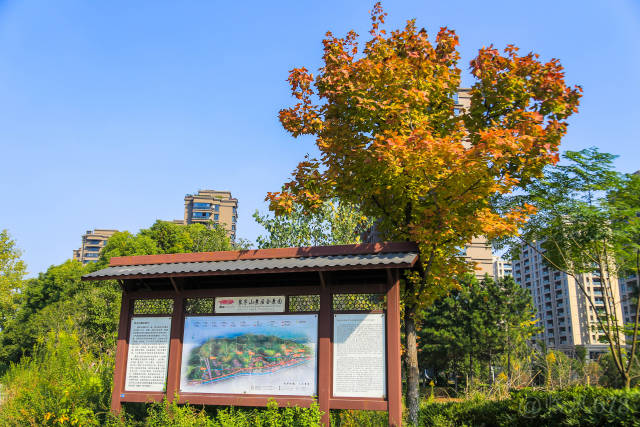 秋高气爽 相约皋亭山千桃园赏红叶,风景绝美