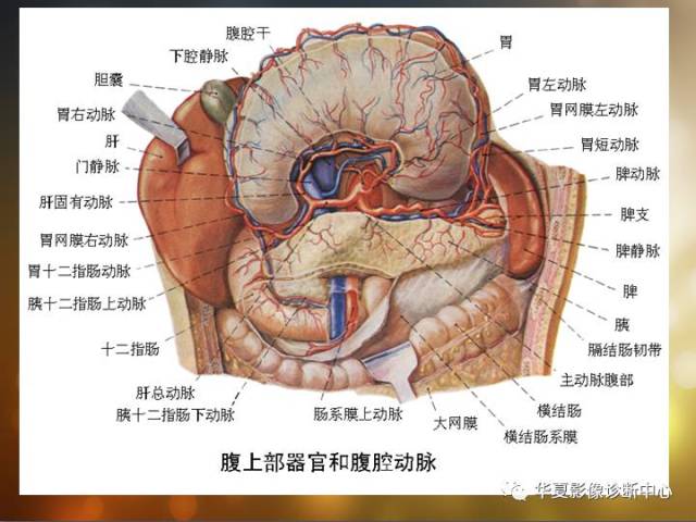 最全的腹部血管解剖图谱伴cta图,赶紧收藏了(一)