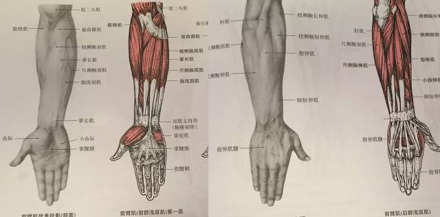 就会gg了 攀岩训练是用上肢拉起整个身体 对整个背部肌群都是最佳刺激