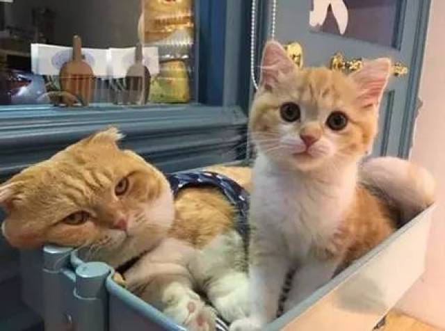 当大橘猫遇上熊孩子喵,这一脸生无可恋的表情,让人笑喷.