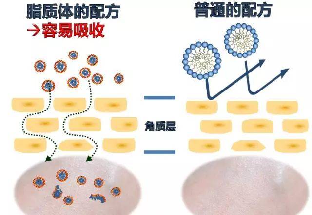 运用脂质体技术包裹多种营养物质 最大程度减少营养流失.