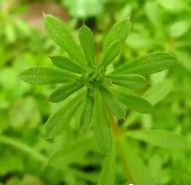 阔叶杂草  猪殃殃  又名拉拉藤,色拉秧,爬拉殃,八仙草,茜草科拉拉藤属