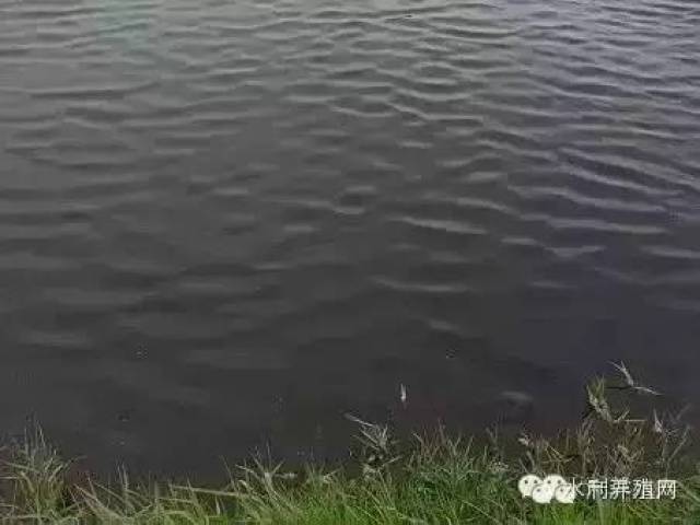 当水体中碳源缺乏时,其它藻类